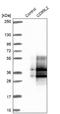 CD99 Molecule Like 2 antibody, NBP1-85737, Novus Biologicals, Western Blot image 