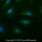 Cytochrome C Oxidase Subunit 4I1 antibody, NB110-39115, Novus Biologicals, Immunofluorescence image 