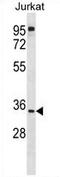 UBX Domain Protein 8 antibody, AP54451PU-N, Origene, Western Blot image 