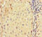 H3 Histone Family Member 3B antibody, CSB-PA010109LA01HU, Cusabio, Immunohistochemistry frozen image 