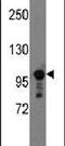 Semaphorin 5A antibody, PA5-12279, Invitrogen Antibodies, Western Blot image 