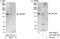 Zinc Finger And BTB Domain Containing 21 antibody, A301-529A, Bethyl Labs, Western Blot image 