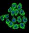 Neurofibromin 2 antibody, abx032982, Abbexa, Immunofluorescence image 