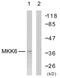 Mitogen-Activated Protein Kinase Kinase 3 antibody, abx012869, Abbexa, Western Blot image 