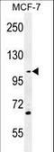 Growth Arrest Specific 2 Like 2 antibody, LS-C166378, Lifespan Biosciences, Western Blot image 