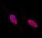 Signal Transducer And Activator Of Transcription 5B antibody, MAB4190, R&D Systems, Immunofluorescence image 