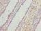 Integrator Complex Subunit 14 antibody, CSB-PA847227LA01HU, Cusabio, Immunohistochemistry paraffin image 