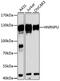 Heterogeneous Nuclear Ribonucleoprotein U antibody, MBS129463, MyBioSource, Western Blot image 