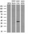 Epithelial Cell Adhesion Molecule antibody, GTX84573, GeneTex, Western Blot image 
