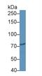 Cell Proliferation Regulating Inhibitor Of Protein Phosphatase 2A antibody, MBS2027783, MyBioSource, Western Blot image 