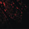 CREB Regulated Transcription Coactivator 2 antibody, LS-B10101, Lifespan Biosciences, Immunofluorescence image 