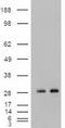 Noggin antibody, LS-C784113, Lifespan Biosciences, Western Blot image 