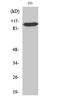 General Transcription Factor IIIC Subunit 3 antibody, A12003, Boster Biological Technology, Western Blot image 