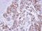 FAS antibody, PA5-22111, Invitrogen Antibodies, Immunohistochemistry frozen image 