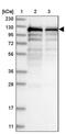Spliceosome Associated Factor 1, Recruiter Of U4/U6.U5 Tri-SnRNP antibody, PA5-56664, Invitrogen Antibodies, Western Blot image 