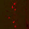 S100 Calcium Binding Protein A8 antibody, orb389244, Biorbyt, Immunofluorescence image 