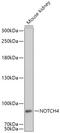 Notch Receptor 4 antibody, 23-498, ProSci, Western Blot image 