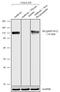 RB Transcriptional Corepressor 1 antibody, 702097, Invitrogen Antibodies, Western Blot image 