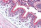 Cyclin E1 antibody, MBS242885, MyBioSource, Immunohistochemistry frozen image 
