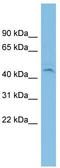 Proline And Serine Rich 3 antibody, TA339978, Origene, Western Blot image 