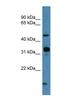 Neuropeptide FF receptor 2 antibody, NBP1-69056, Novus Biologicals, Western Blot image 