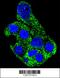 SH2 Domain Containing 4B antibody, 56-105, ProSci, Immunofluorescence image 