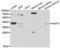 H2A Histone Family Member Y antibody, LS-C346387, Lifespan Biosciences, Western Blot image 