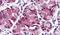 Ghrelin O-acyltransferase antibody, PA5-32916, Invitrogen Antibodies, Immunohistochemistry frozen image 