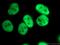 Heterogeneous nuclear ribonucleoprotein C antibody, 11760-1-AP, Proteintech Group, Immunofluorescence image 