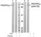 Protein Kinase D1 antibody, AP02655PU-S, Origene, Western Blot image 