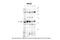 Phosphoribosyl Pyrophosphate Amidotransferase antibody, 30-151, ProSci, Immunohistochemistry paraffin image 