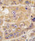Low Density Lipoprotein Receptor Adaptor Protein 1 antibody, abx033819, Abbexa, Western Blot image 