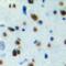 Sestrin 1 antibody, abx133738, Abbexa, Western Blot image 