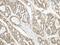 Phosphatidylinositol-5-Phosphate 4-Kinase Type 2 Alpha antibody, NBP2-19835, Novus Biologicals, Immunohistochemistry frozen image 