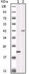 Aurora Kinase B antibody, MA5-15321, Invitrogen Antibodies, Western Blot image 