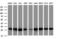 Proteasome Subunit Alpha 2 antibody, M08901, Boster Biological Technology, Western Blot image 