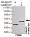 Coactivator Associated Arginine Methyltransferase 1 antibody, STJ99037, St John