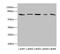 RAN Binding Protein 3 antibody, LS-C676360, Lifespan Biosciences, Western Blot image 