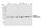 Pyruvate Dehydrogenase E1 Alpha 1 Subunit antibody, 2784S, Cell Signaling Technology, Western Blot image 