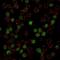 Spi-1 Proto-Oncogene antibody, NBP2-75766, Novus Biologicals, Immunocytochemistry image 