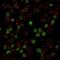 Transcription factor PU.1 antibody, NBP2-75766, Novus Biologicals, Immunocytochemistry image 