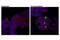 Interferon Regulatory Factor 3 antibody, 29047S, Cell Signaling Technology, Immunocytochemistry image 