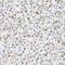 p53 antibody, 18-984, ProSci, Immunohistochemistry frozen image 