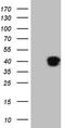 Kruppel Like Factor 2 antibody, CF807006, Origene, Western Blot image 
