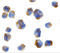 C-C Motif Chemokine Ligand 11 antibody, 1123, ProSci, Immunocytochemistry image 