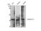 MAGE Family Member C2 antibody, STJ93991, St John