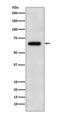 EBF Transcription Factor 1 antibody, M01341, Boster Biological Technology, Western Blot image 