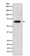 Transcription factor COE1 antibody, M01341, Boster Biological Technology, Western Blot image 