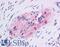 Forkhead Box C1 antibody, LS-B4579, Lifespan Biosciences, Immunohistochemistry paraffin image 