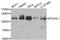 Epidermal Growth Factor Receptor Pathway Substrate 15 Like 1 antibody, STJ110138, St John